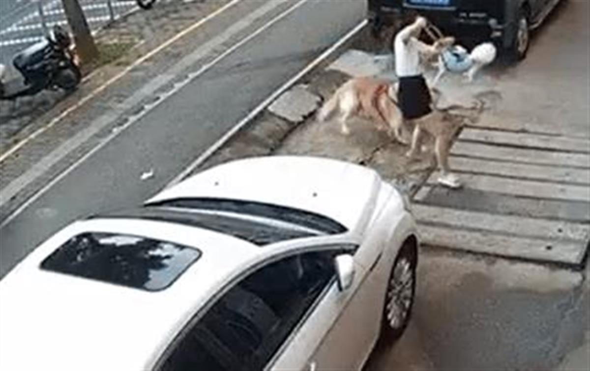 女子抱宠物犬被金毛扑倒咬伤,当事双方已和解,网友:遛狗必须牵绳1