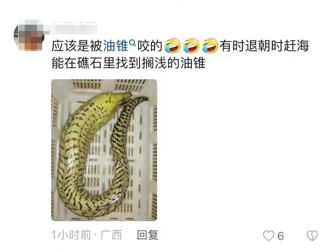 北海一浴场游客疑被鱼类咬伤 生物专家：基本排除油锥、雪茄达摩鲨，海狼鱼可能性较大3