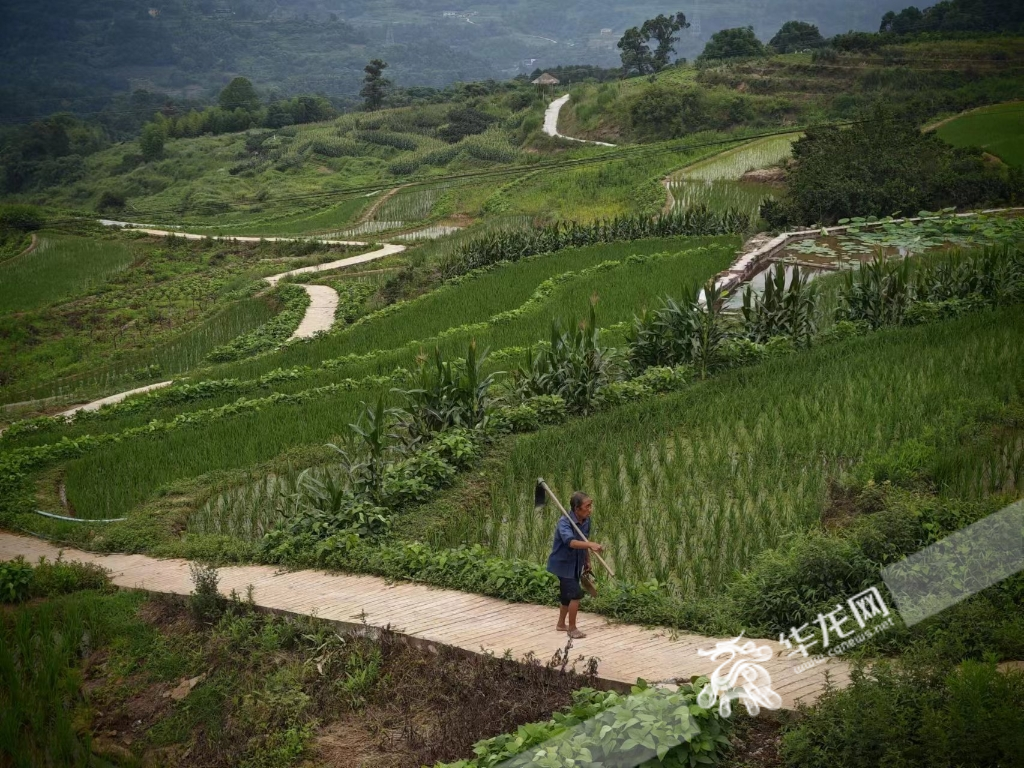 福德村实施了土地平整、旱改水、灌溉与排水、田间道路等工程。华龙网-新重庆客户端 首席记者 王玮摄