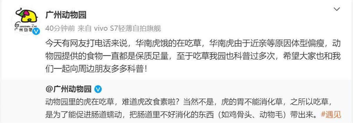 广州动物园老虎体态瘦弱只能吃草？官方回应2