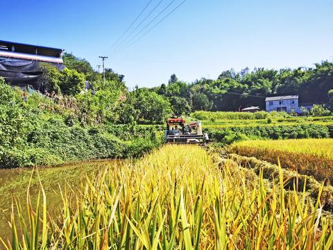 收割机正在收割水稻。代华 摄