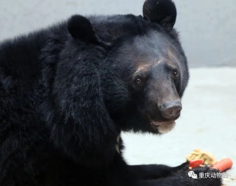 熊猫“渝宝”抱冰降温 动物们散热还有哪些招儿？5