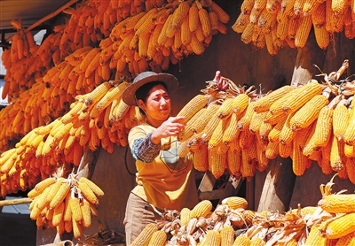星桥镇高都村，村民在晾晒收获的玉米棒，金灿灿的光映在脸上，喜不自禁。 记者 向成国 摄