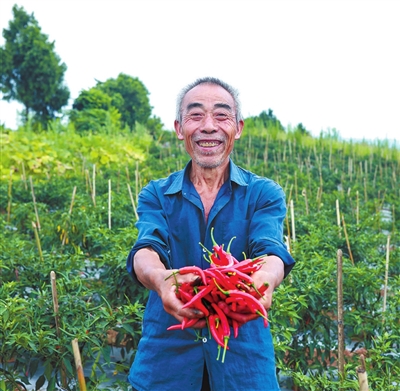 紫照镇桂香村，村民手捧刚采摘的辣椒，满心欢喜。 记者 熊伟 摄