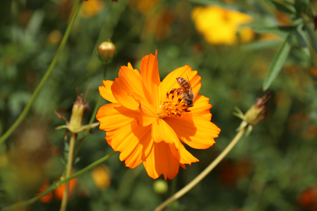 Cosmos sulphureus is an annual cosmos from the Family Asteraceae and the Genus cosmos, which blooms until the end of August. (Photo provided by Garden Expo Park)