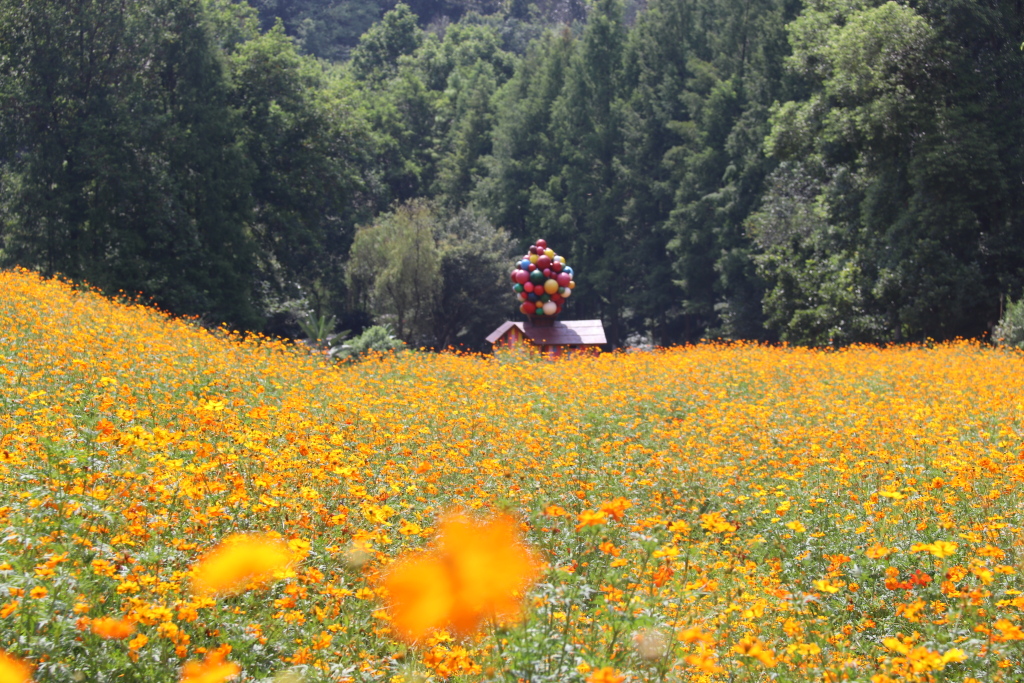 More than 100,000 plants of Cosmos sulphureus are in full bloom in Garden Expo Park. (Photo provided by Garden Expo Park)
