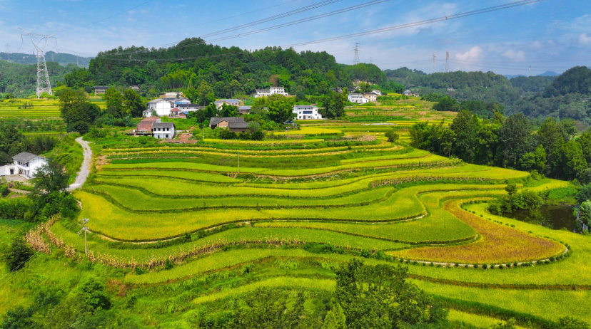 横山镇新寨村金色的稻田与农房相映成景，构成一幅美丽的丰收画卷。