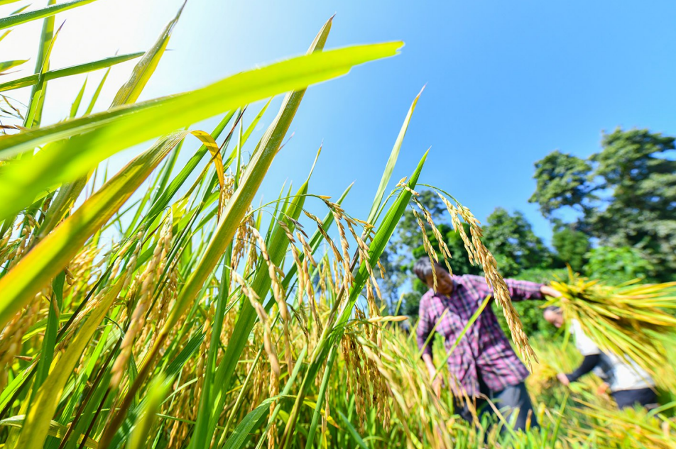 横山镇新寨村村民正在收割水稻。