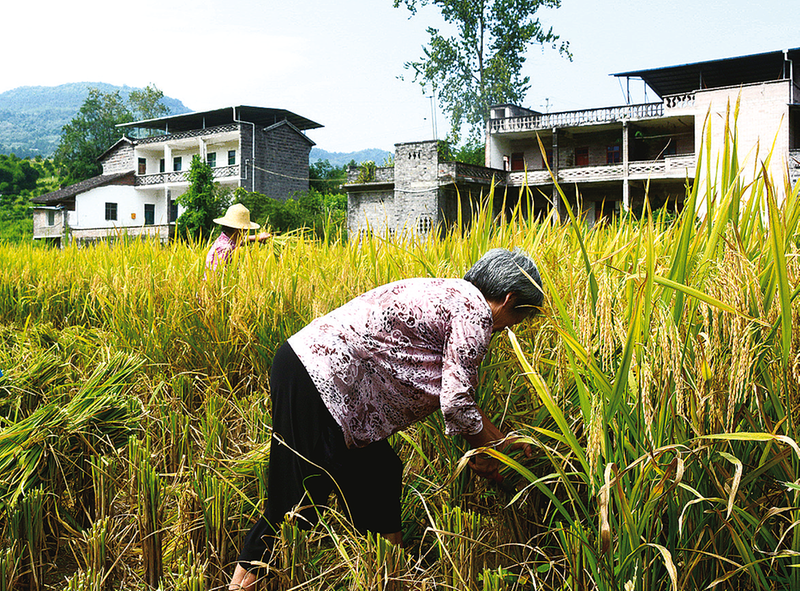 村民收割水稻。记者 程超 摄
