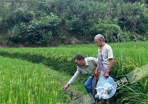 2村民张邦伦一个人包揽下10亩地，都种上了优质水稻。 陆丹摄