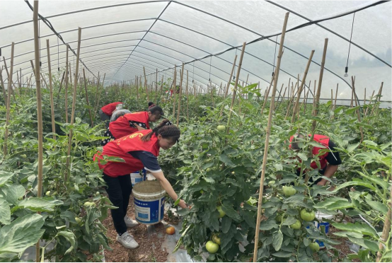 网格员帮助农户采收番茄。潼南区委宣传部供图   华龙网发