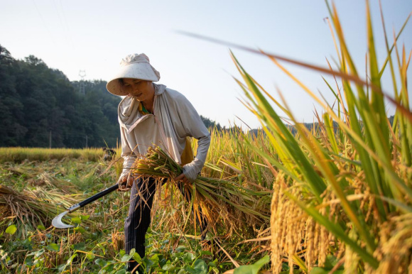 村民收割水稻。通讯员 胡程 摄