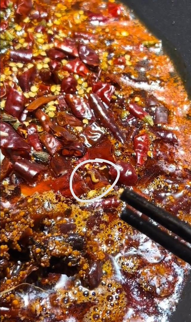 顾客在火锅里发现活虫,店家:买的助农辣椒,天气返潮生出螟蛾幼虫,已