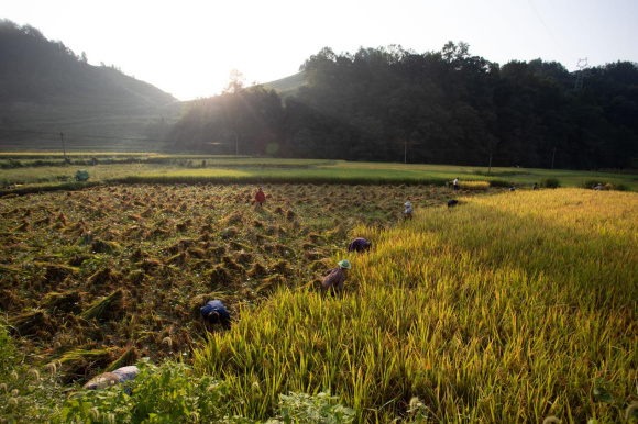 村民们收割水稻。通讯员 胡程 摄