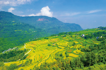The rice field in the terraced fields of Longjiaping, Sanxi Village, Yongxin Town. (Photographed by Gao Lei) 