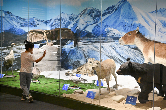 参观者在中国园林博物馆参观“极境——走进青藏高原”展。新华社记者 尹栋逊 摄