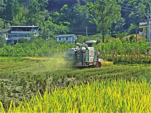 水稻机械化收割。记者 张芷菡 供图