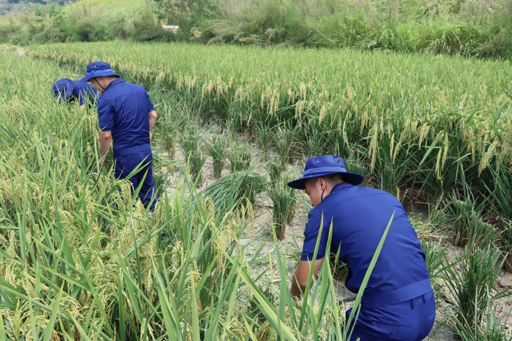 队员们帮助粮农收割水稻。长寿区消防救援支队供图 华龙网发