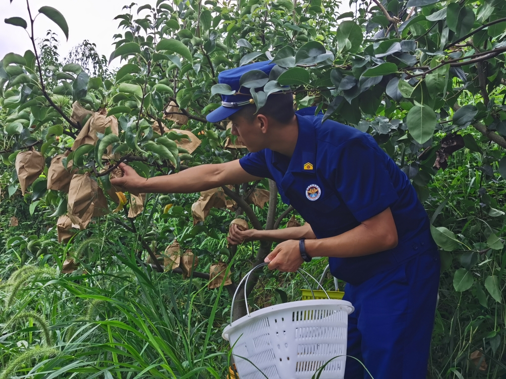 青蓝志愿服务小队帮助果农采摘脆梨。长寿区消防救援支队供图 华龙网发