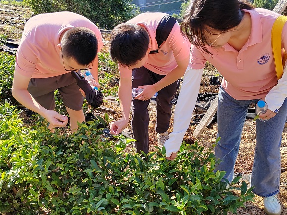 三下乡实践团成员实地查看茶叶生长环境。鸡鸣乡供图 华龙网发