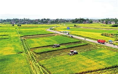星桥镇两路村，收割机在田间来回穿梭，忙着收割水稻。记者 向成国 摄