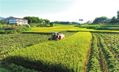 双桂街道黄泥村，收割机在田间收割水稻。记者 向成国 摄