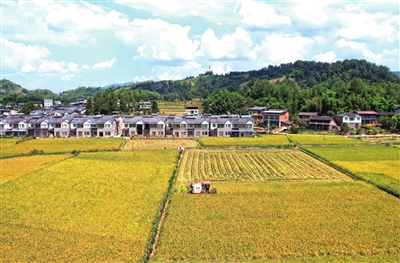 文化镇三寨村，收割机在田间收割水稻。记者 向成国 摄