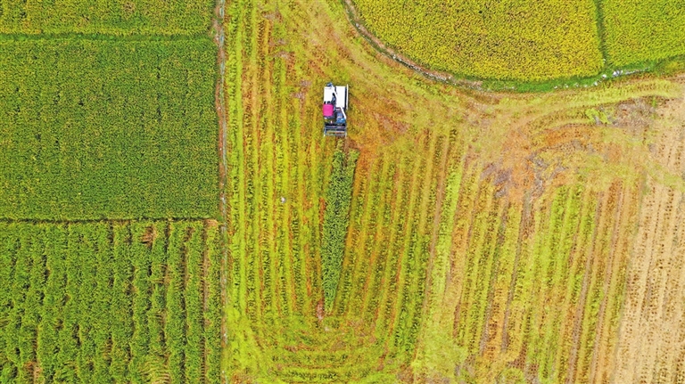 酉阳：26万亩水稻陆续成熟 机械助力保归仓
