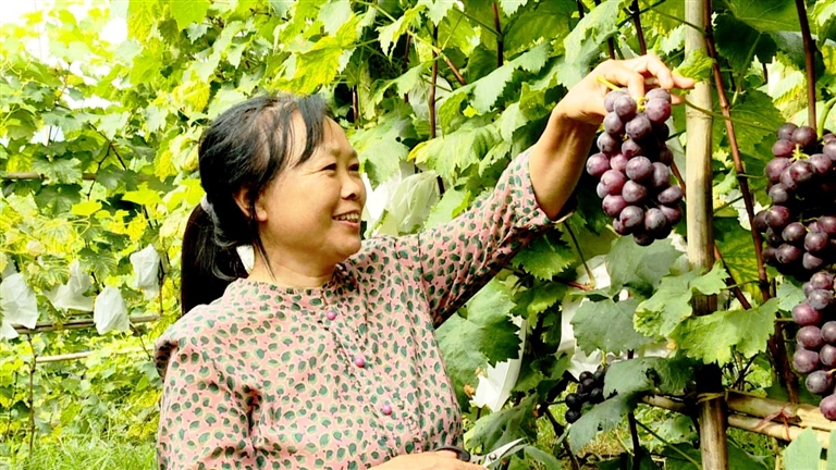 果农采摘葡萄。
