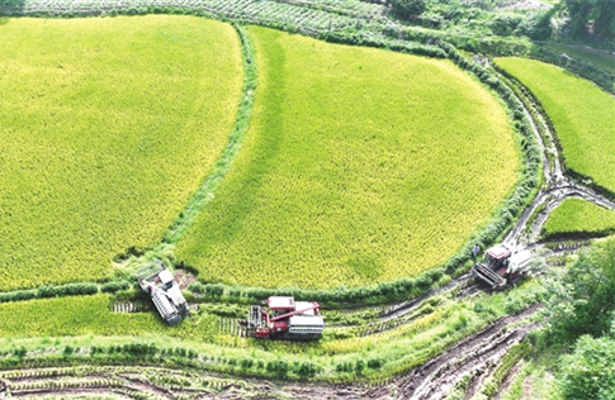 永川：又“稻”一年丰收时 农机收割谷满仓