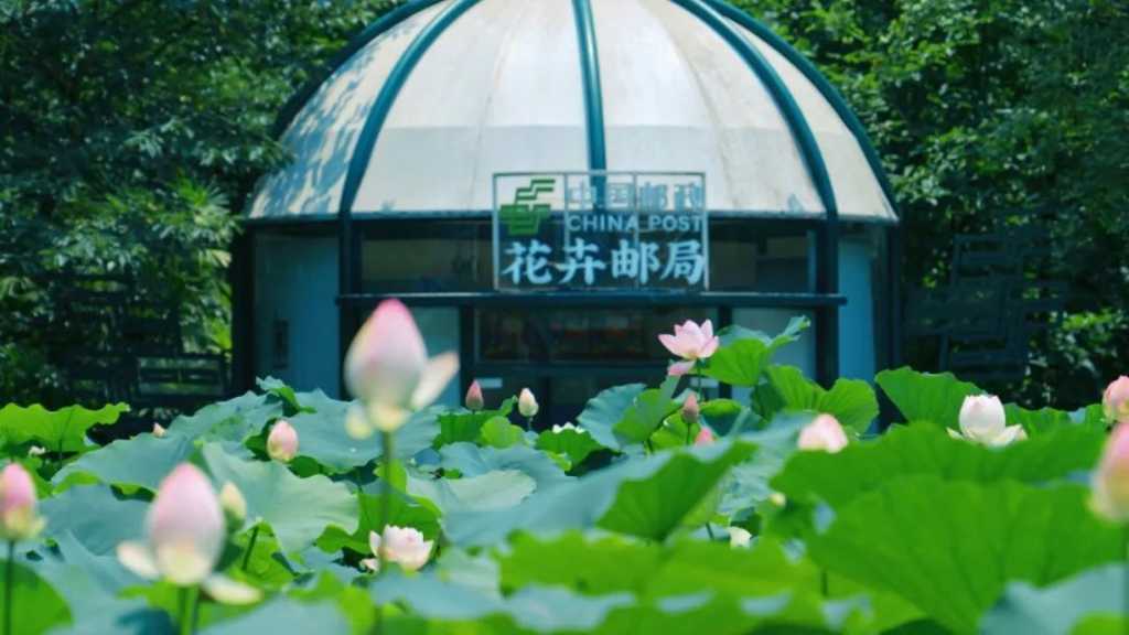 Lotus leaves swaying in the breeze (Photo provided by Nanshan Botanical Garden)