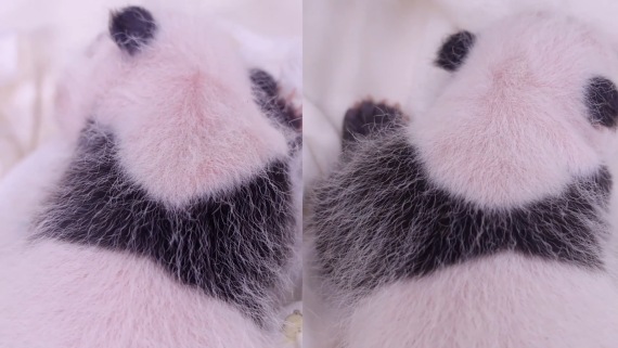旅韩大熊猫双胞胎幼崽满月2