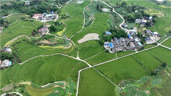 乡村道路、农家庭院与稻田构成了一幅美丽的乡村画卷。