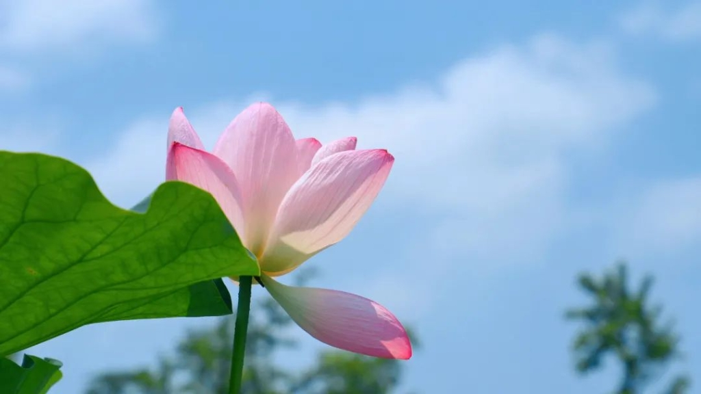 Delicate and charming lotus flower forming a fresh and beautiful landscape in summer (Photo provided by Nanshan Botanical Garden)