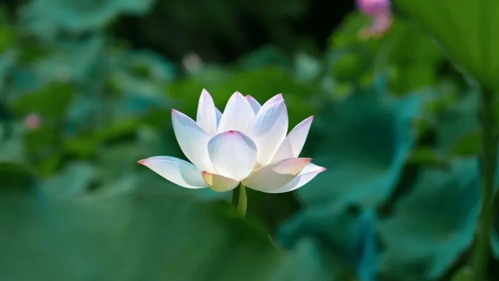 Lotus flower in full bloom in Nanshan Botanical Garden (Photo provided by Nanshan Botanical Garden)
