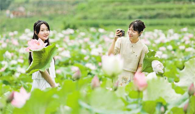 On August 2, tourists strolling across the lotus pond in Qingyin Village, Nanxi Town, Yunyang County, admiring the lotus and taking photos. (Photographed by Tan Qiyun, Zhou Guangqing / Visual Chongqing)