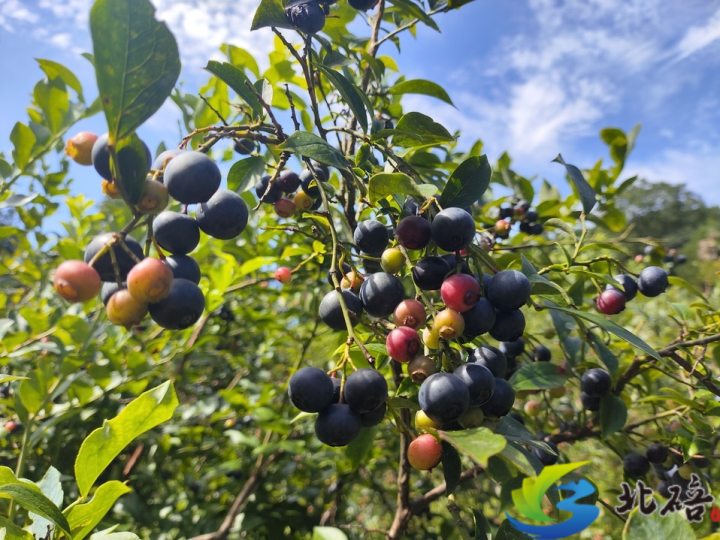 北碚：高山蓝莓迎丰收