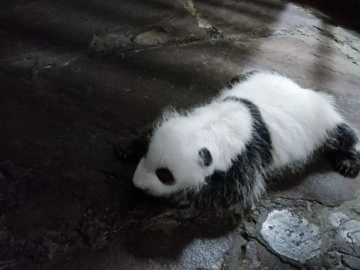 已经满月的熊猫宝宝。重庆动物园供图