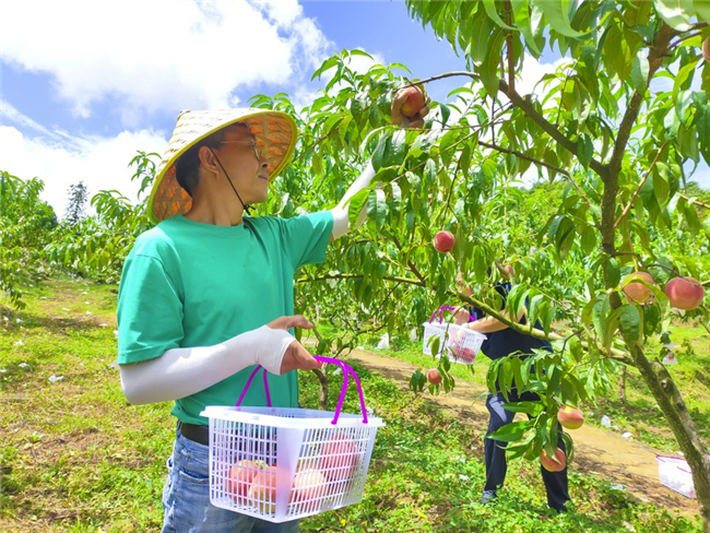 市民在金刀峡镇桃园仙谷采摘桃子。北碚报记者 田济申 摄