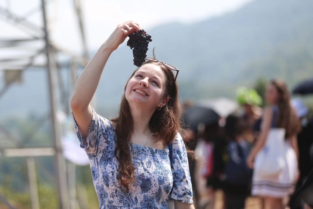 长江师范学院国际学院学生体验采摘葡萄。受访者供图