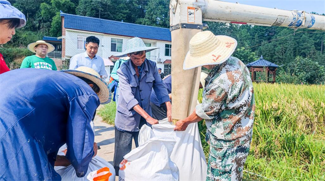 村民将水稻装袋。南川报记者 刘晓娟 摄