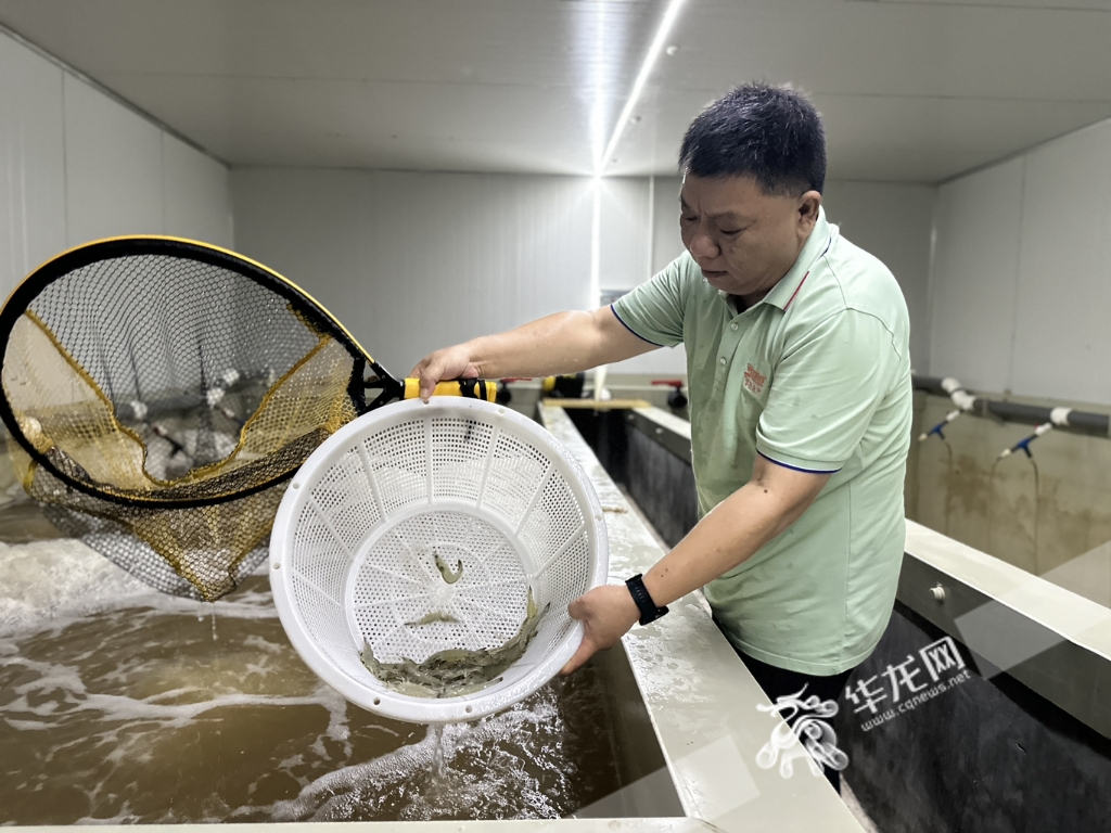 South American white shrimps cultured through biological flocs technology.