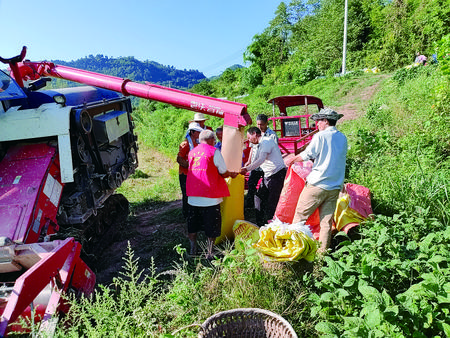 石角镇丰岩村新时代文明实践站的志愿者助力村民颗粒归仓。刘硫 摄