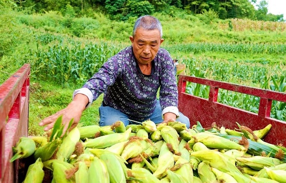 村民采收鲜玉米。南川区委宣传部供图  华龙网发