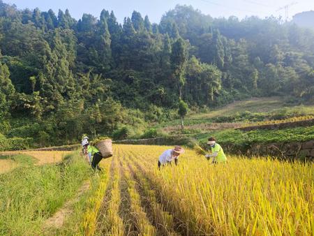 “綦跑团”志愿者到隆盛镇振兴村困难群众家中助力水稻收割。高雷 摄