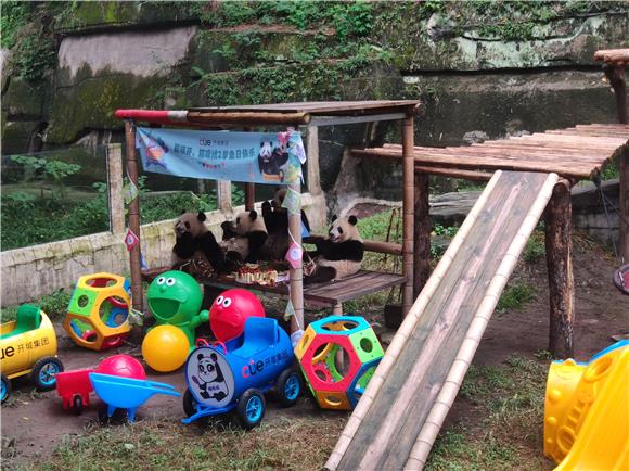 大熊猫龙凤胎熊晓开、猫晓域迎来两岁生日，同“宿舍”的大熊猫星星和辰辰也一起来吃“生日宴”。通讯员范永根 摄