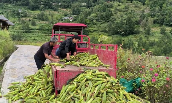 鲜玉米喜获丰收。南川区委宣传部供图  华龙网发