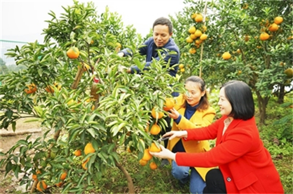 村民采摘春见（资料图片）。记者 张永香 供图