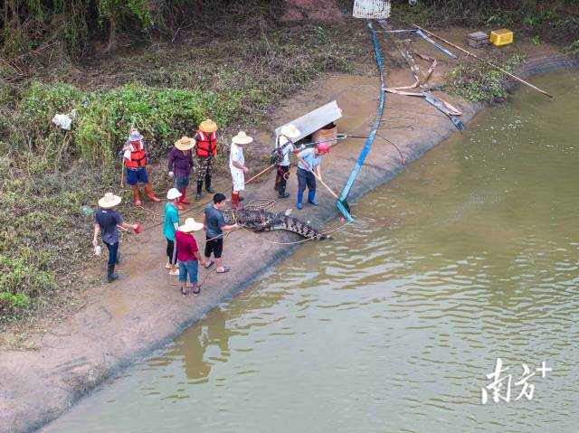 广东茂名养殖场“出逃”鳄鱼已抓到58条2