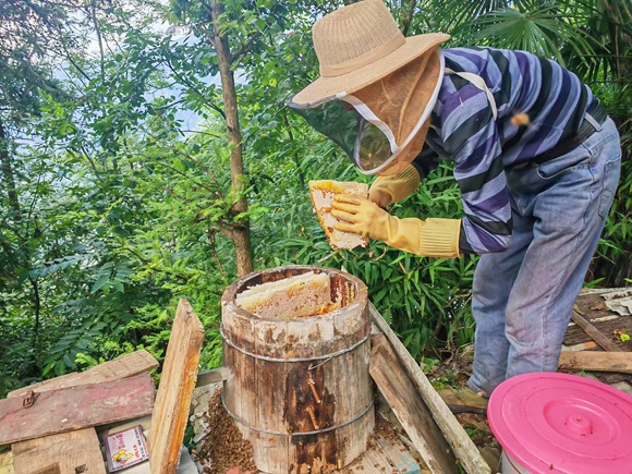 蜂农正在取蜜。邓亚君 摄